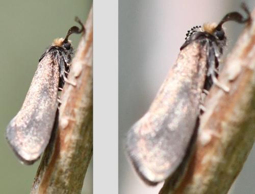 Incurvaria pectinea